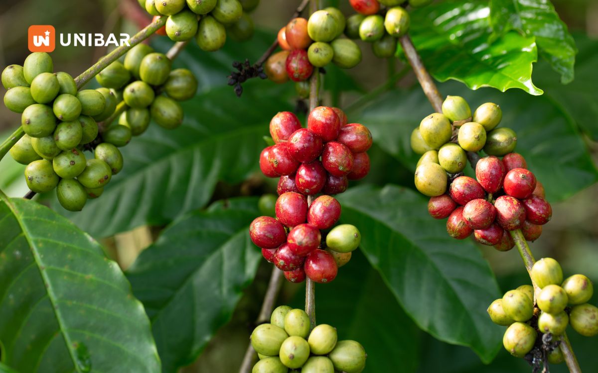 Đắk Lắk được xem là thủ phủ của cà phê Robusta Việt Nam